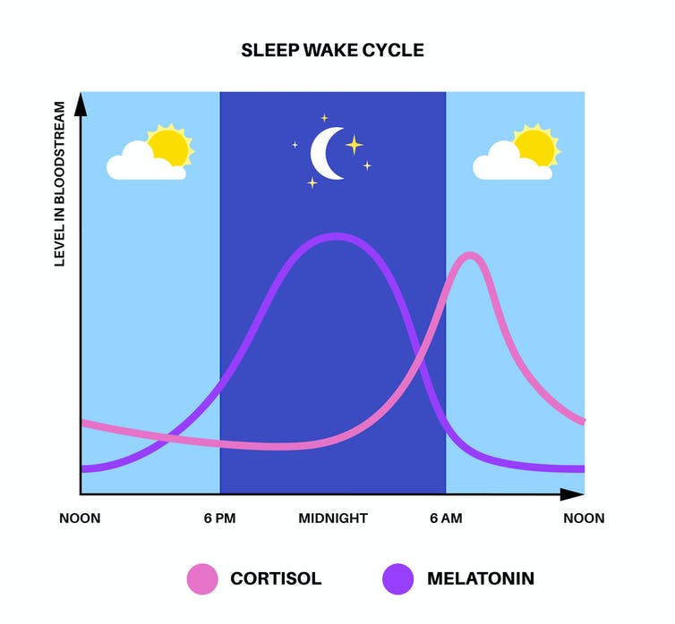 Chart showing cortisol and melatonin levels fluctuating over the course of the day, with cortisol levels peaking at around 6 AM and melatonin peaking at around midnight
