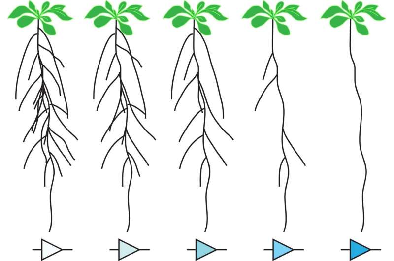 Synthetic genetic circuits could help plants adapt to climate change