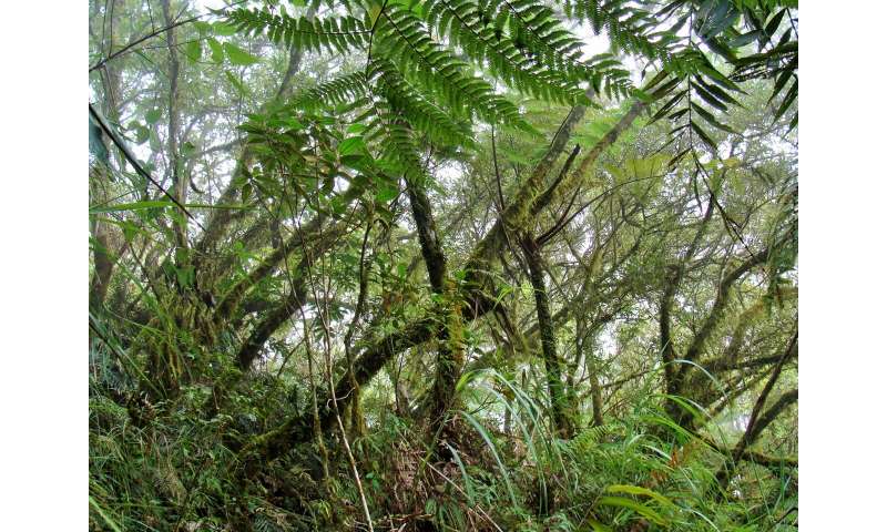 Discovery of a long-nosed “shrew mouse” on a mountain in the Philippines will help to protect giant eagles