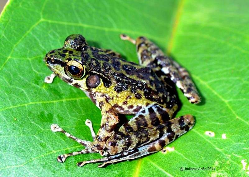 Did rivers influence the evolution of Sumatran Cascade Frogs?