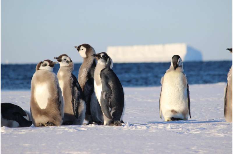 Marine Protected Areas in Antarctica should include young emperor penguins, scientists say