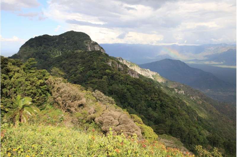 Researcher discovers new orchid species in the mountains of Tanzania