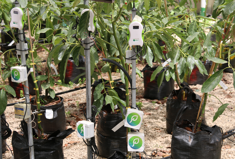 rows of plants growing out of black plastic bags, some with metal poles and wires holding white plastic devices attached to the plants