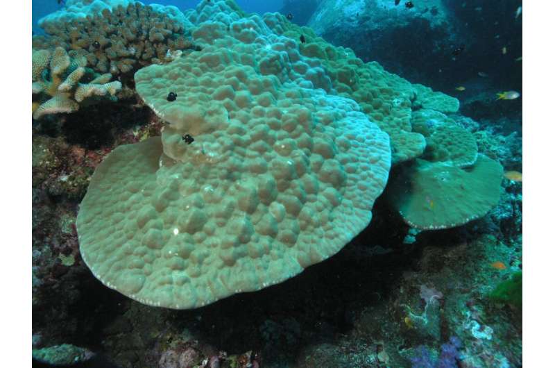 Stony corals use a refined built-in ventilation system to protect themselves from environmental stressors