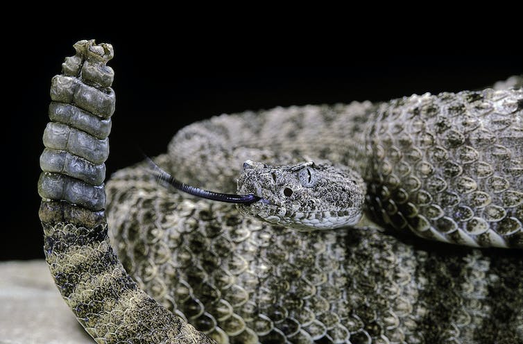 A brown rattlesnake flicks its rattle in the air