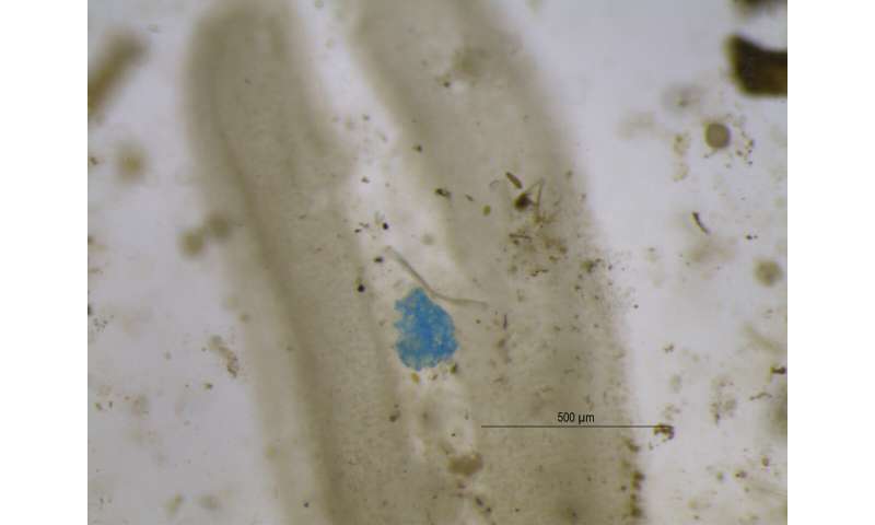 First discovery of microplastics from water trapped on plant leaves