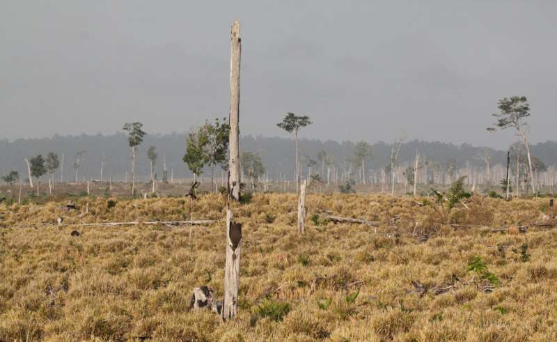Agriculture drives more than 90% of tropical deforestation