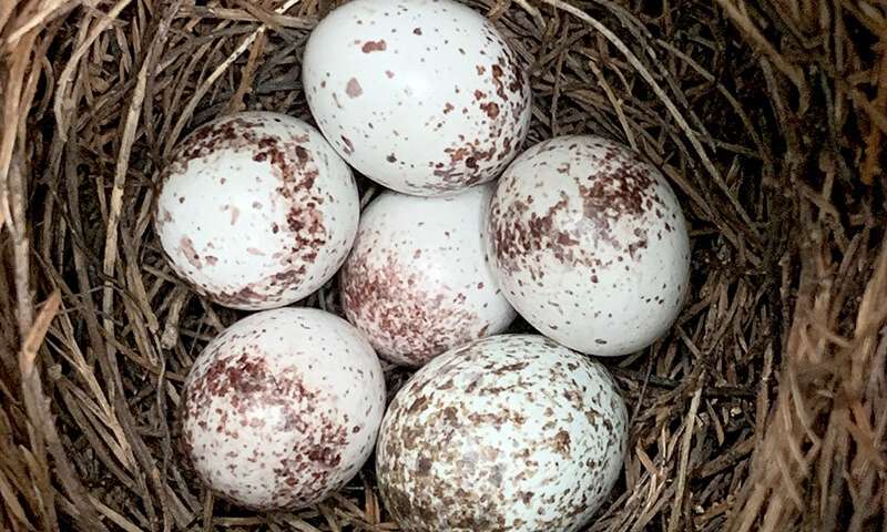 Cowbird chicks do best with two warbler nest mates – not four, not zero, study finds