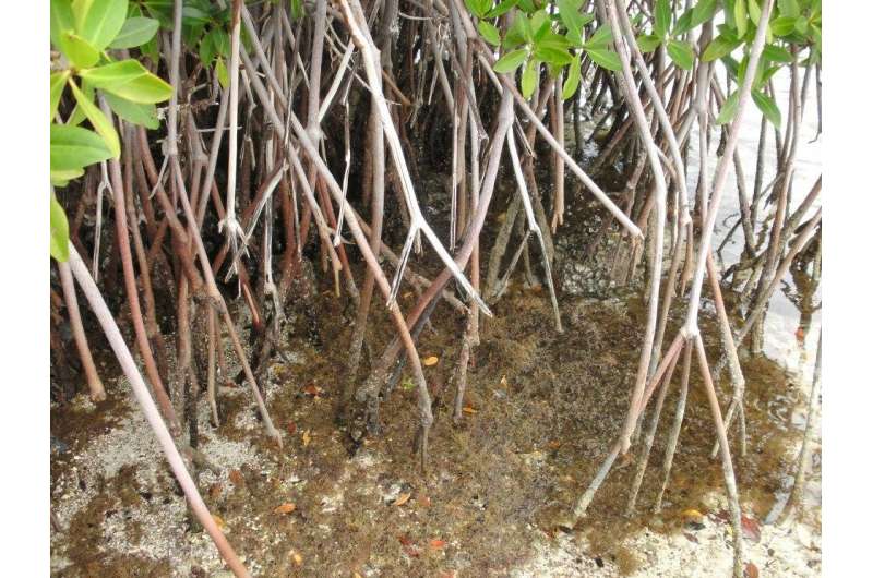 Mexican mangroves have been capturing carbon for 5,000 years
