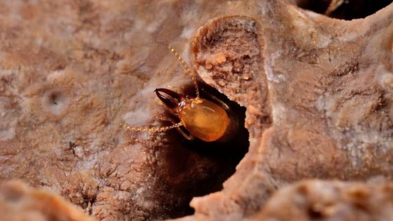 Termites may have a larger role in future ecosystems