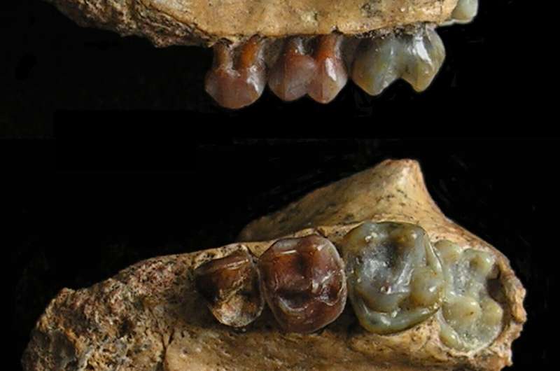 Earliest gibbon fossil found in southwest China