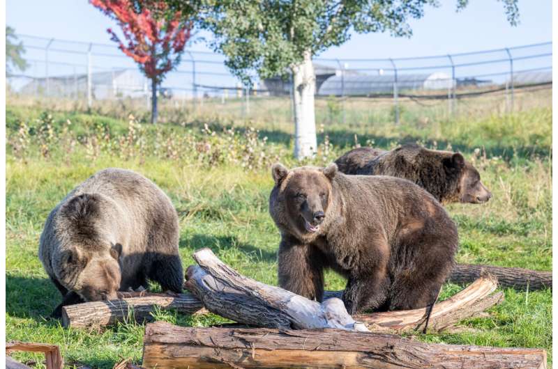 Hibernating bears' ability to regulate insulin narrowed down to eight proteins