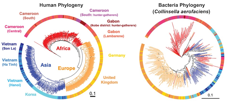 Two phylogenetic trees comparing human genetic diversity across geographic regions to the genetic diversity of _Collinsella aerofaciens_