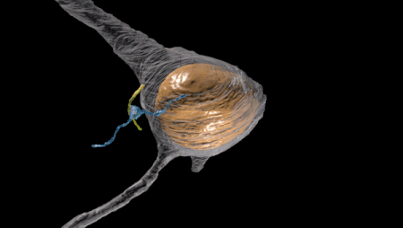 Janelia scientists discover new kind of synapse in neurons' tiny hairs