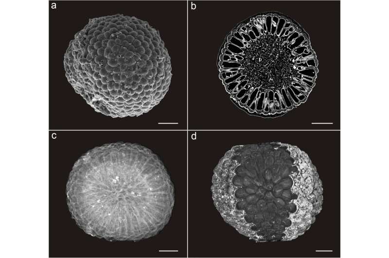 541-million-year-old 3D fossil algae reveal modern-looking ancestry of the plant kingdom