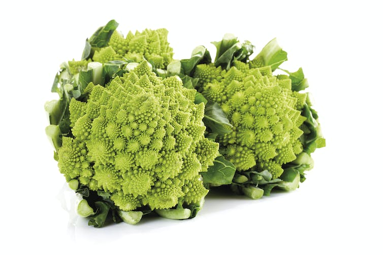 Close-up of Romanesco broccoli bunches, showing off the fractal pattern of the buds