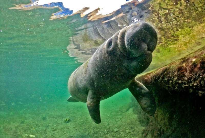 Biodiversity-rich regions like Latin America and the Caribbean have seen animal population loss as high as 94 percent in the las