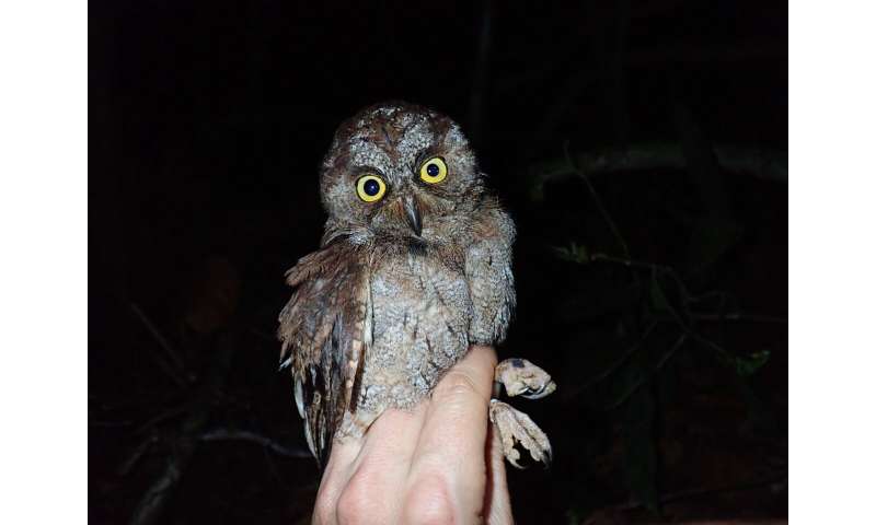 New species of owl discovered in the rainforests of Príncipe Island, Central Africa