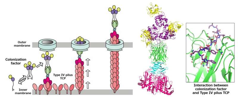 Deadly piston pump: how a colonization factor is secreted by bacterial type 4 pili