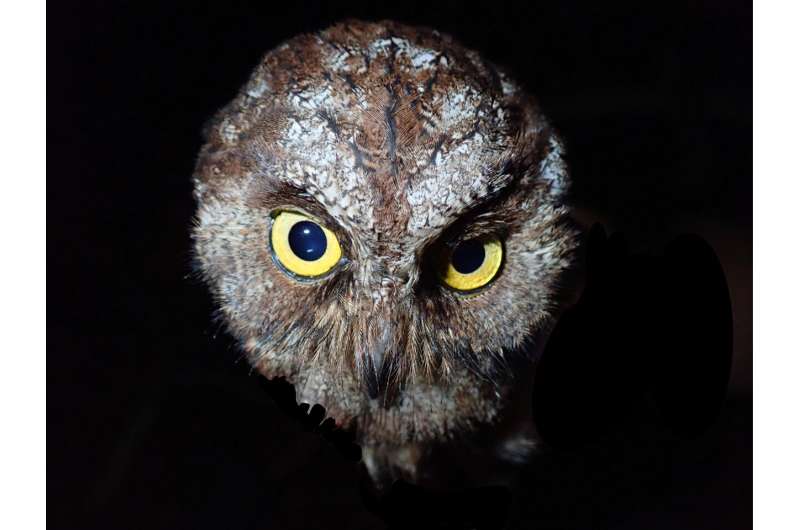 New species of owl discovered in the rainforests of Príncipe Island, Central Africa