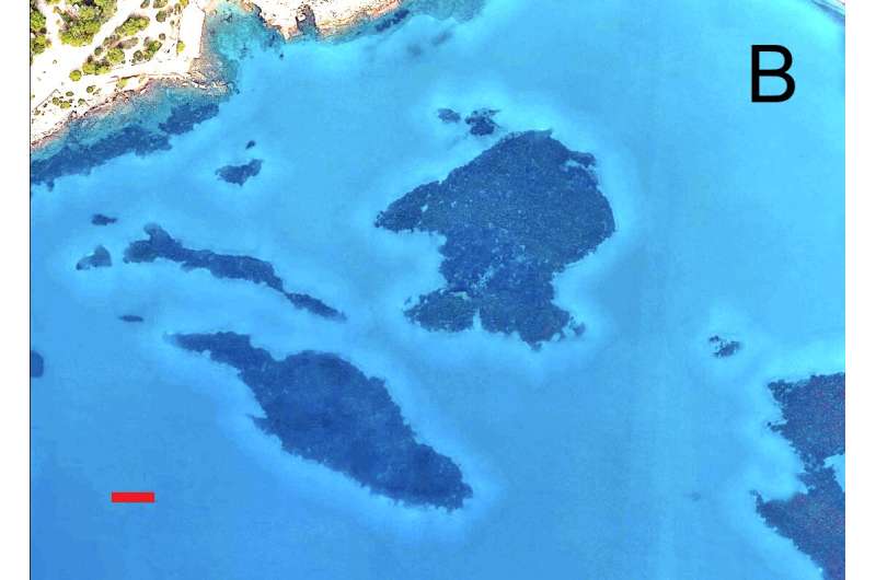 Reef halos may enable coral telehealth checkup worldwide