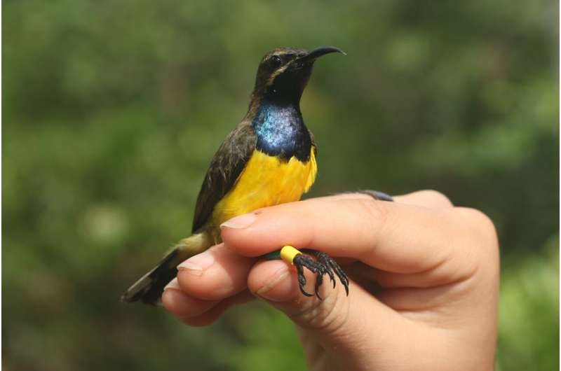 Several beautiful new bird species found on remote Indonesian islands