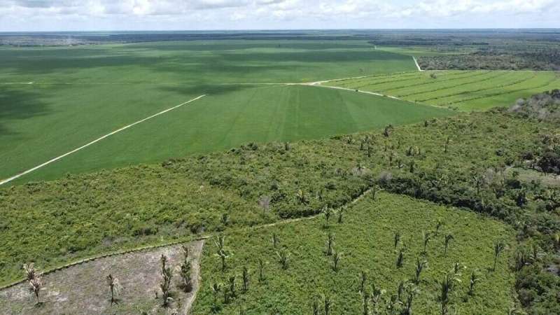 Husker study: Brazil can grow more soybeans without deforesting Amazon