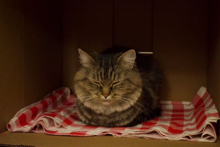 A cat sitting in a box.