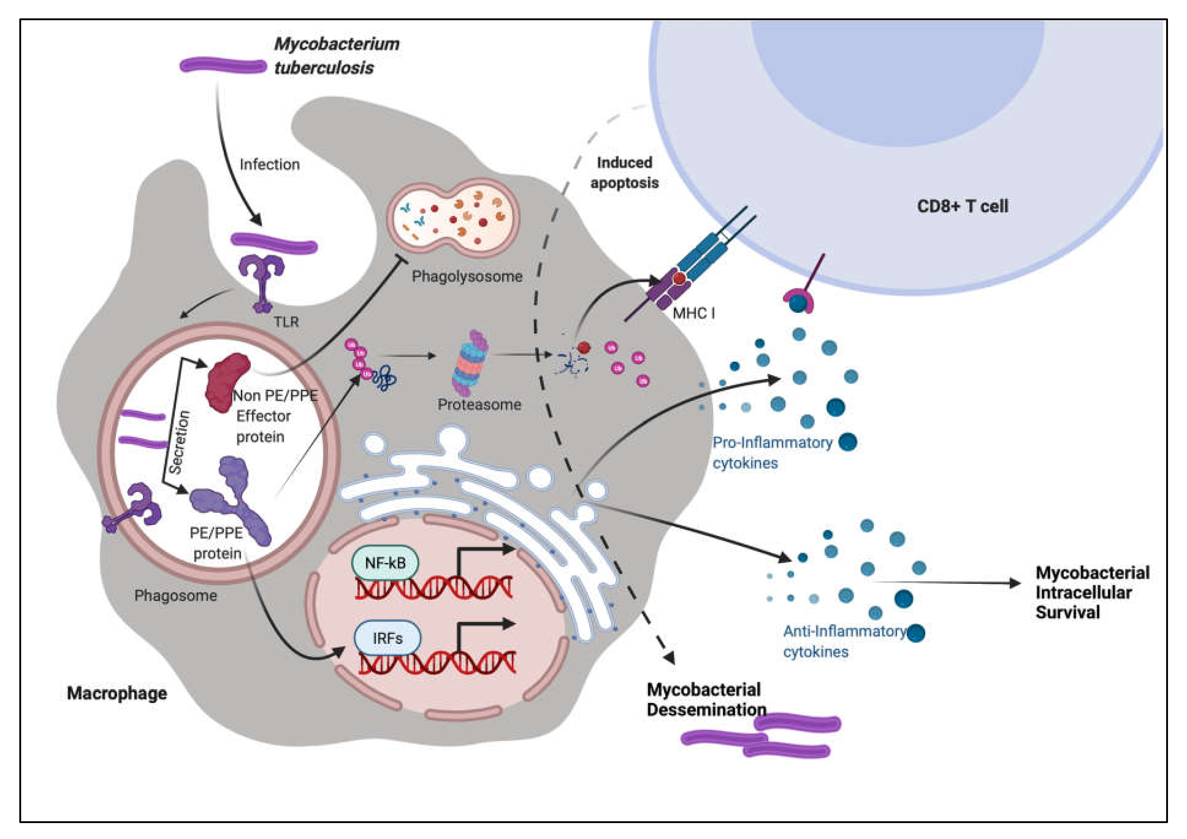 Scientists reveal protein mechanism behind tuberculosis pathogen ...