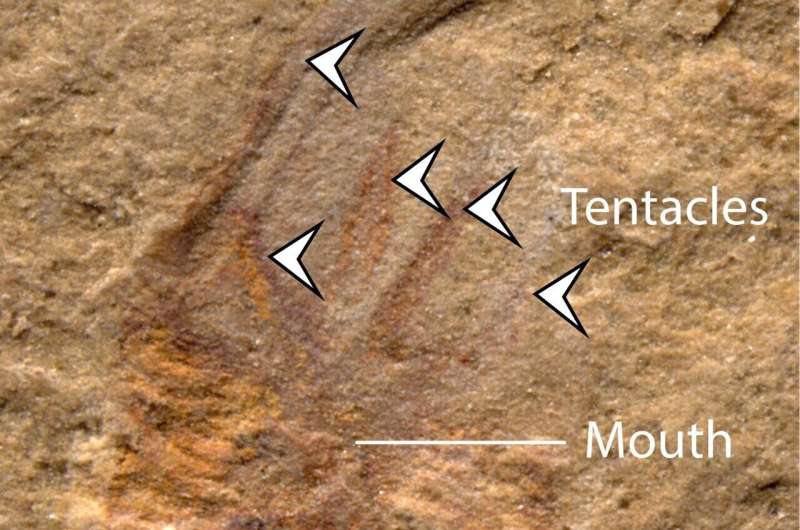 500 million year-old fossils reveal answer to evolutionary riddle