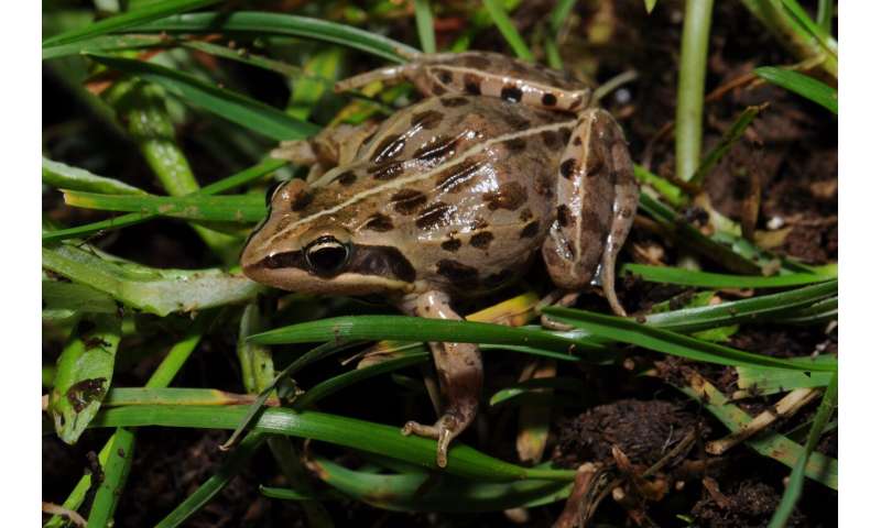 NYU Abu Dhabi researchers uncover groundbreaking insights into the evolution of color patterns in frogs and toads