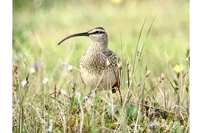 Planet's most unique birds at higher risk of extinction