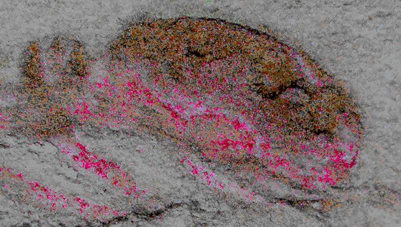 525-million-year-old fossil defies textbook explanation for brain evolution