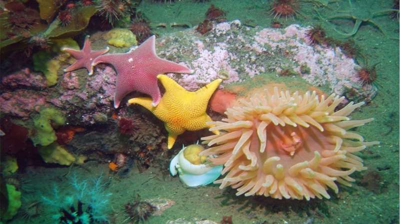 Chemical weapons may not protect Antarctic seafloor animals and their value for drug discovery