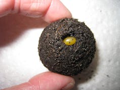 Two human fingers grasp a pingpong ball-size dung ball with a fingernail-size egg embedded in the surface