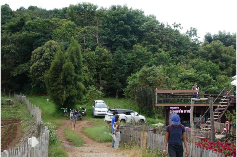 Half of replanted tropical trees don't survive, new study finds