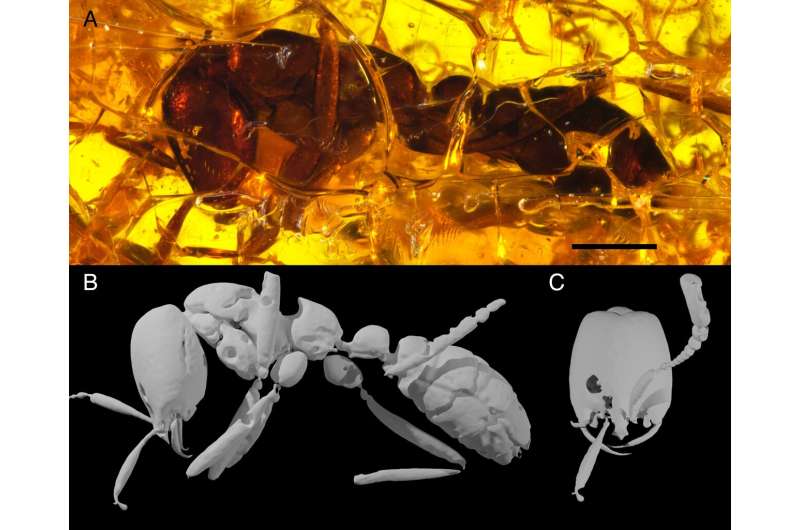 Oldest army ant ever discovered reveals iconic predator once raided Europe