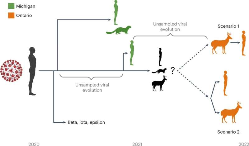 Researchers identify SARS-CoV-2 variant in white-tailed deer, evidence of deer-to-human transmission