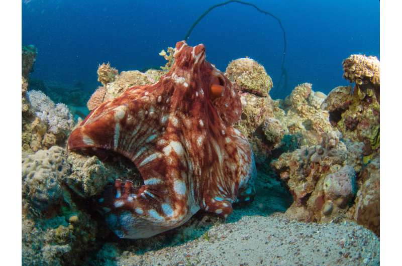 What octopus and human brains have in common
