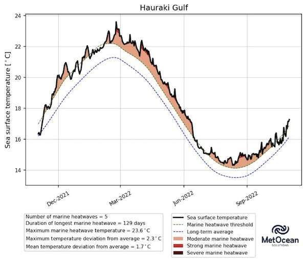 Why sponges may be the 'canary in the coal mine' for impacts of marine heatwaves