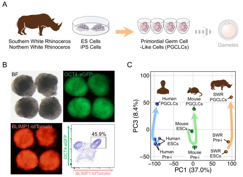 BioRescue produces primordial germ cells from northern white rhino stem cells – a world's first for large mammals