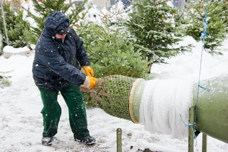 man pulls a wrapped pine tree from a netting contraption