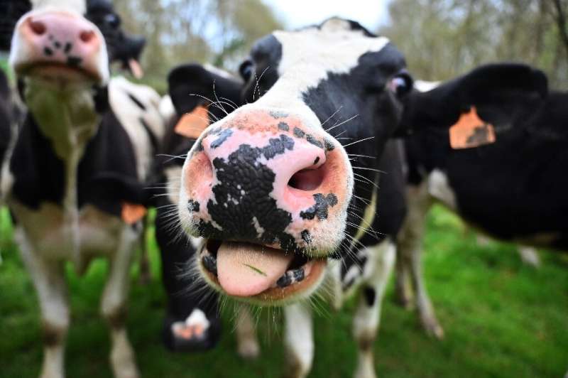 Researchers extracted the mucus from the salivary glands of cows and turned it into a gel that binds to and constrains viruses