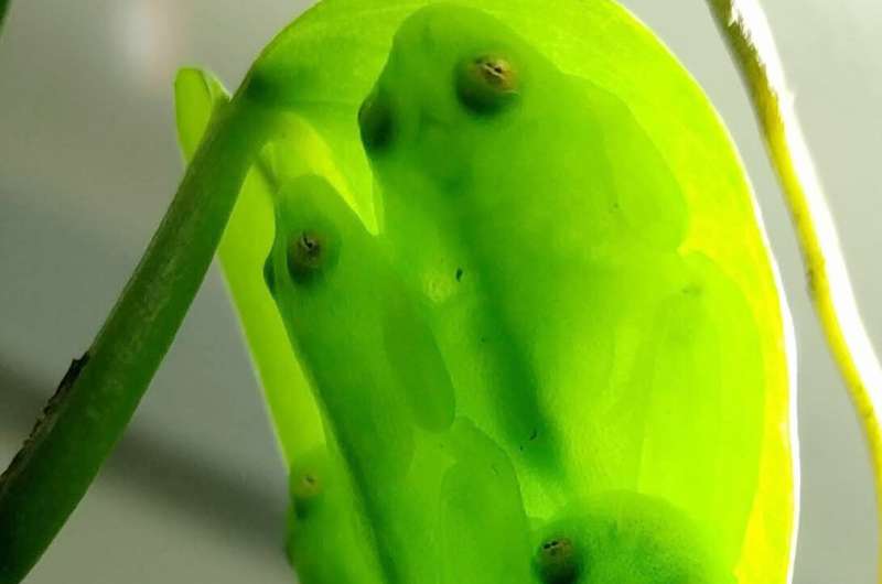 Glassfrogs hide red blood cells in their liver to become transparent