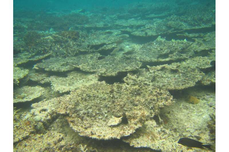 Reef fish must relearn the “rules of engagement” after coral bleaching