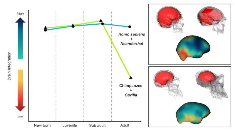 Human and Neanderthal brains have a surprising ‘youthful’ quality in common, new research finds