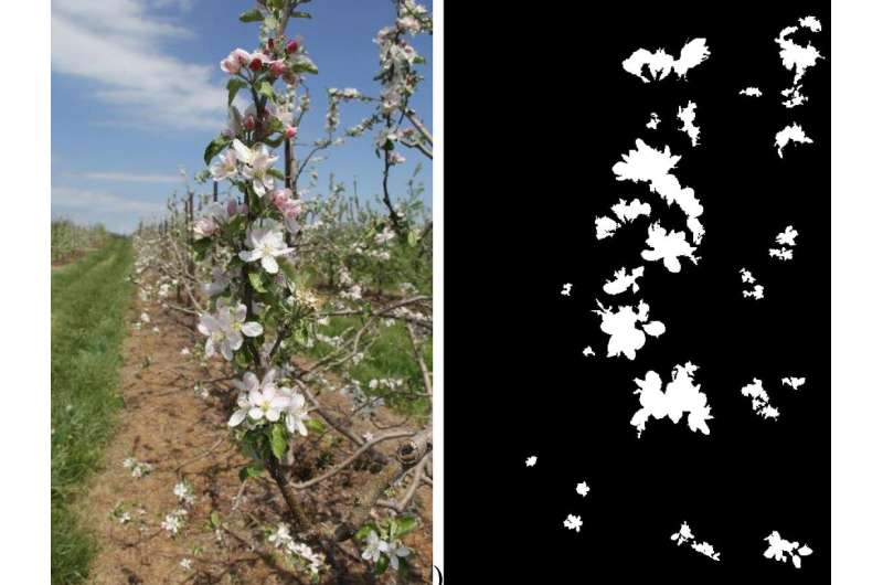 Development of machine vision system capable of locating king flowers on apple trees