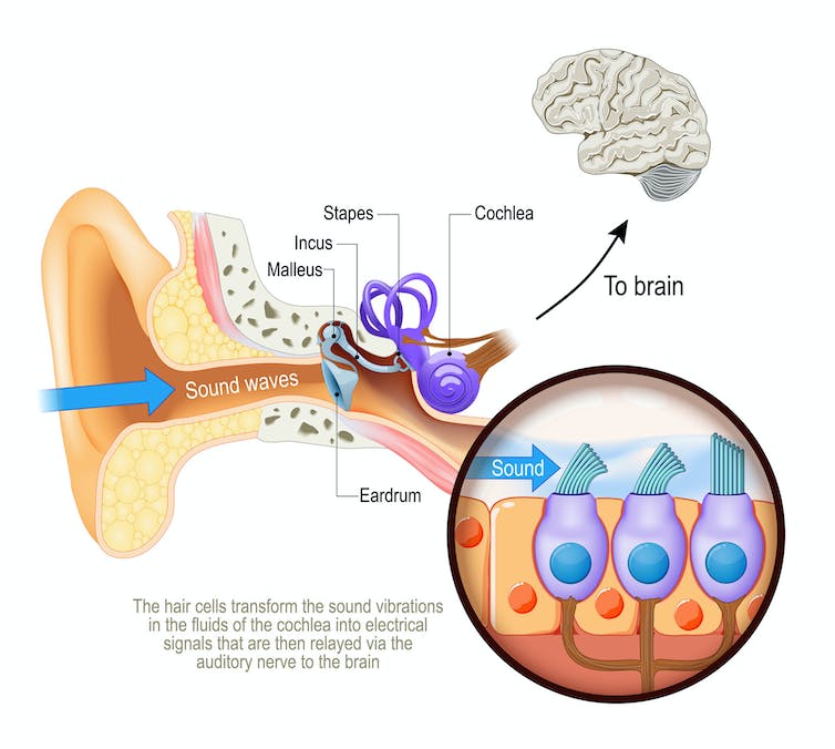 Diagram of anatomy of hearing