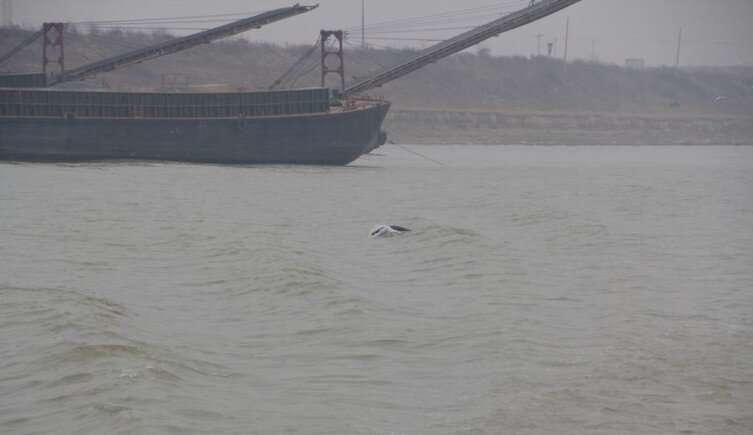 Critically endangered Yangtze finless porpoise shows signs of recovery