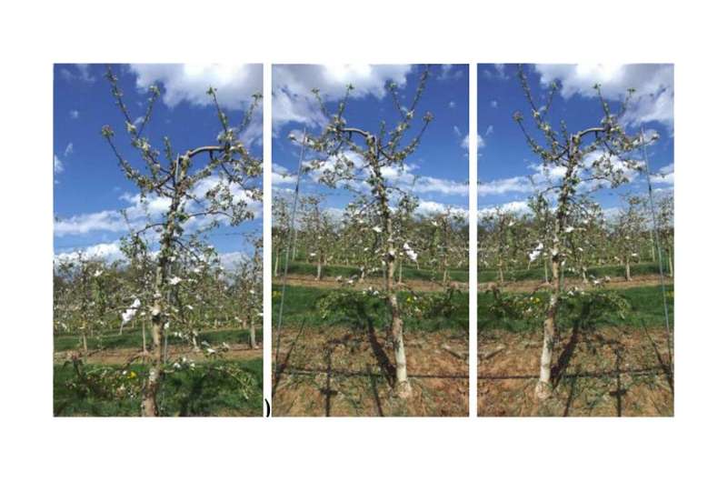 Machine vision system developed capable of locating king flowers on apple trees